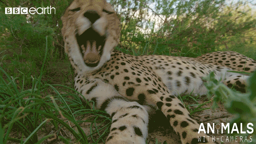 gepard stihly05