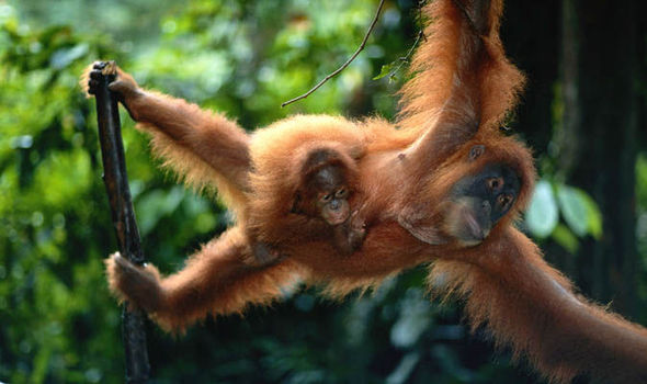 orangutan02