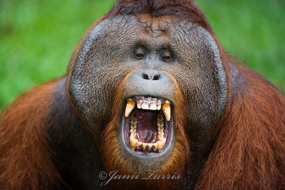 orangutan03