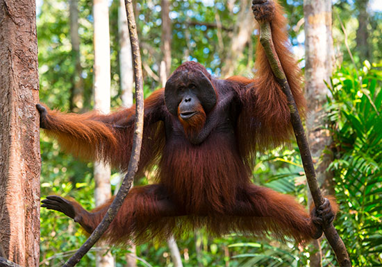 orangutan07