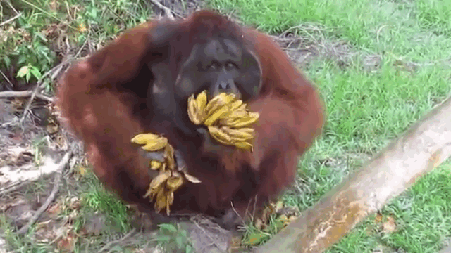 orangutan10