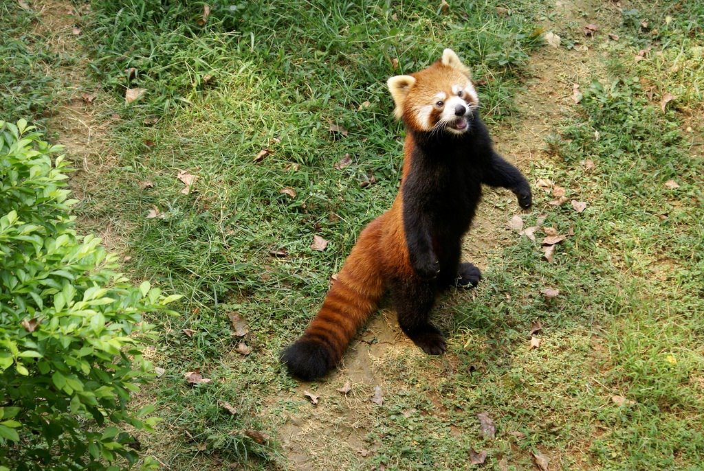 panda cervena01