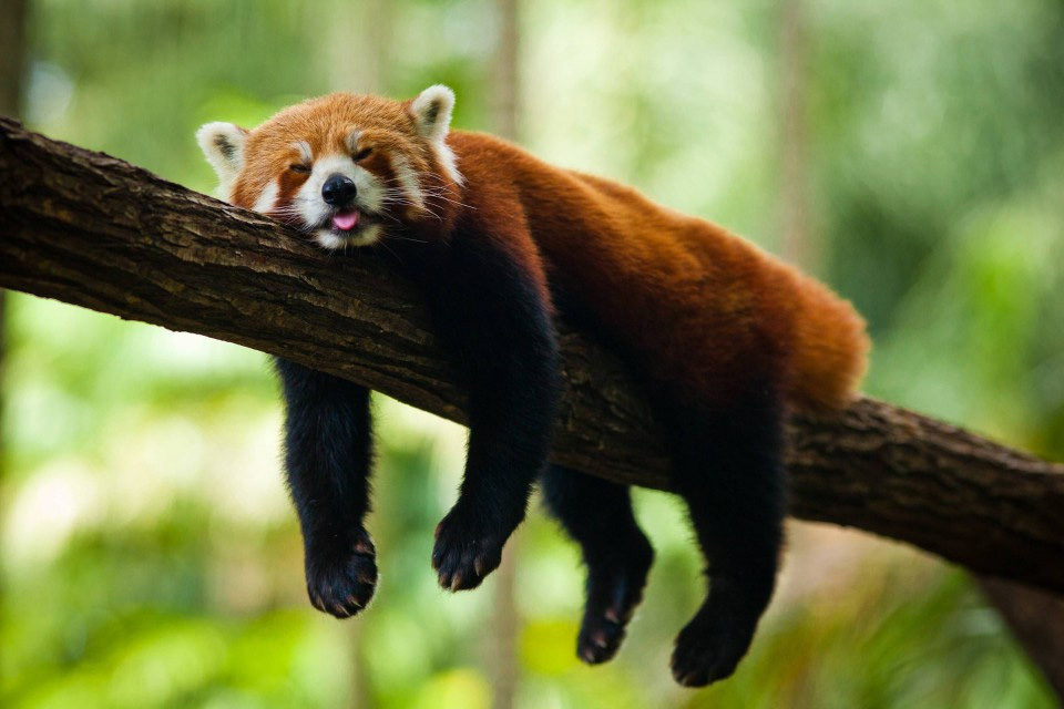 panda cervena04