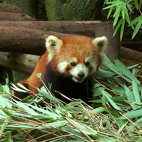 panda cervena05