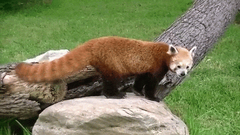 panda cervena07