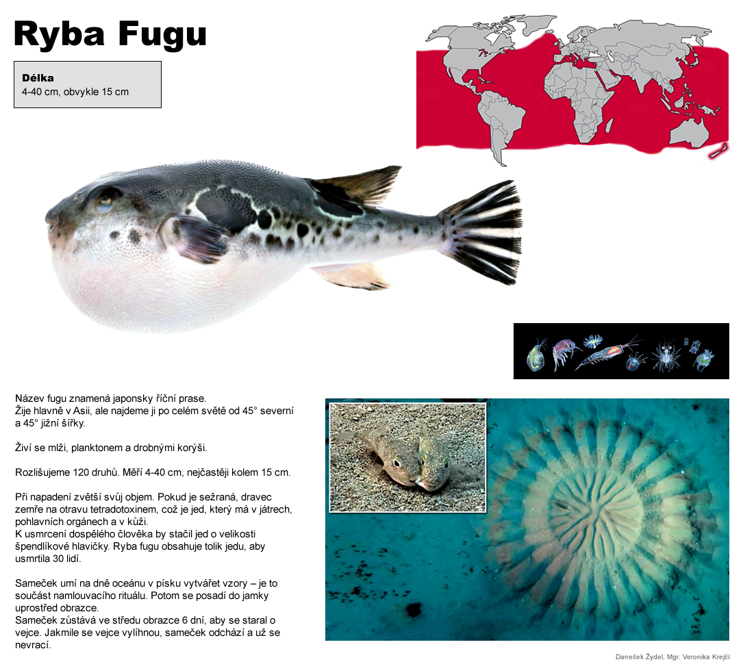 ryba fugu
