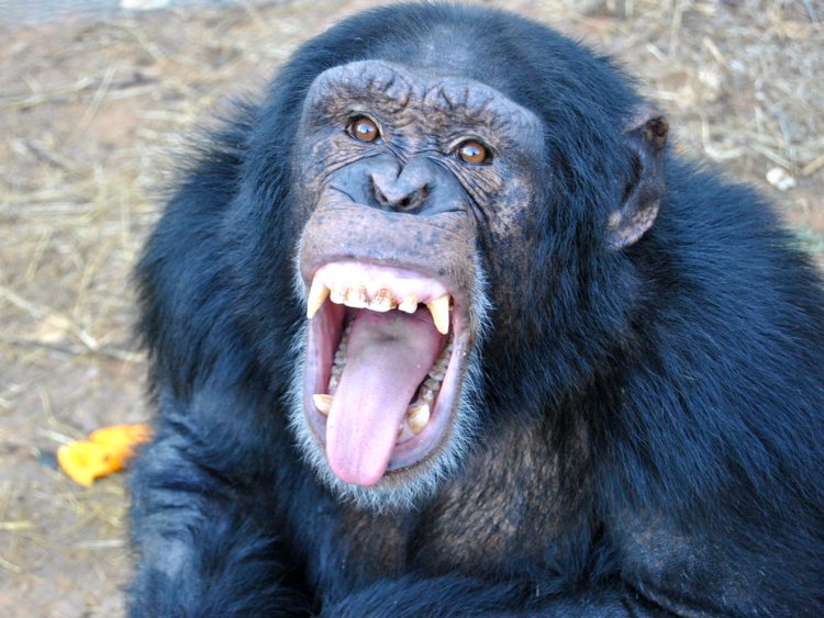 simpanz ucenlivy01