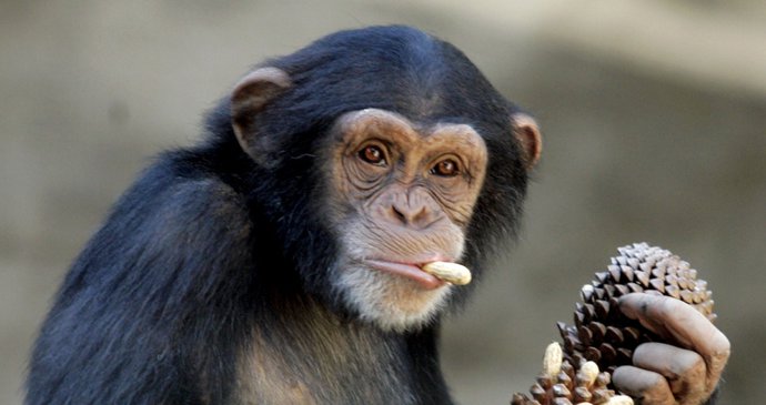 simpanz ucenlivy02