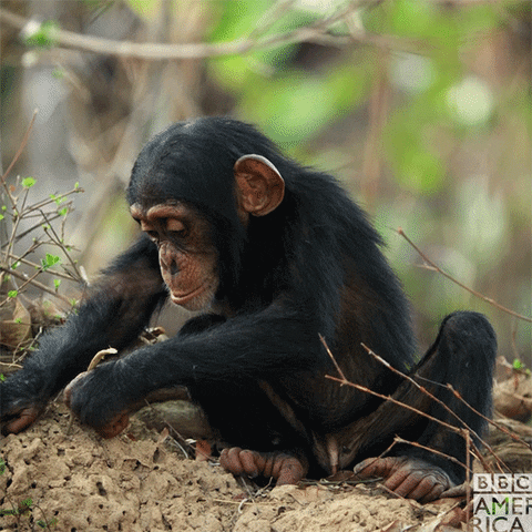 simpanz ucenlivy04