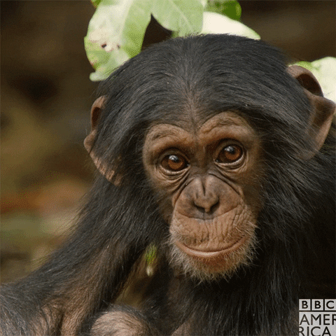simpanz ucenlivy07