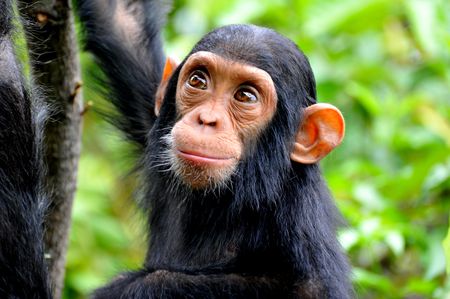 simpanz ucenlivy08