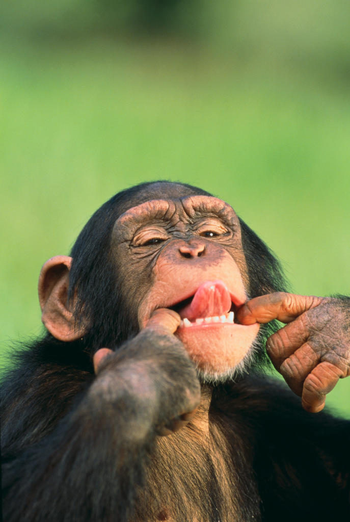 simpanz ucenlivy10