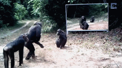 simpanz ucenlivy13