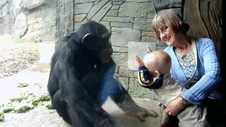 simpanz ucenlivy14