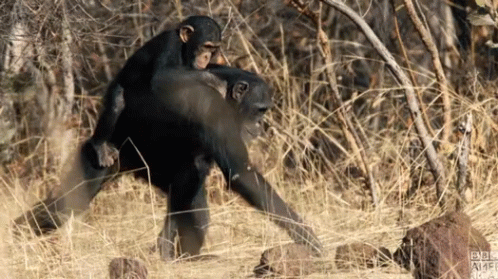 simpanz ucenlivy15