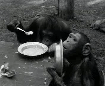 simpanz ucenlivy16