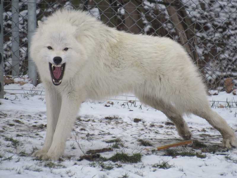 vlk arkticky05