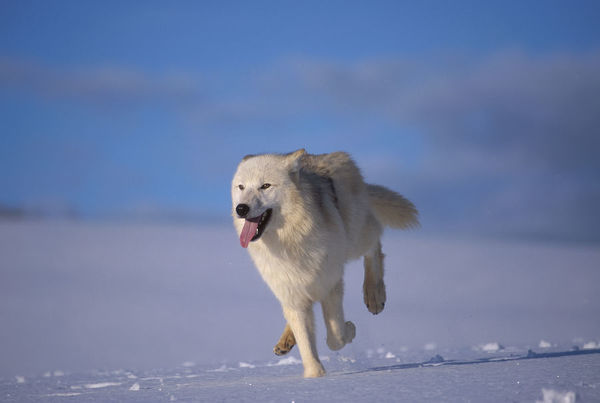 vlk arkticky07