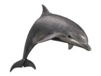vseznalek encyklopediezvirat delfin skakavy