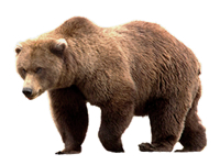 vseznalek encyklopediezvirat medved grizzly