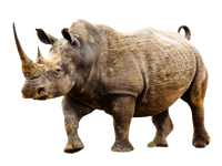 vseznalek encyklopediezvirat nosorozec dvourohy