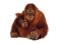 vseznalek encyklopediezvirat orangutan