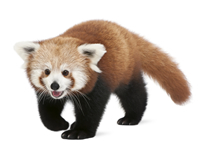 vseznalek encyklopediezvirat panda cervena