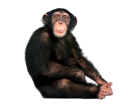 vseznalek encyklopediezvirat simpanz ucenlivy