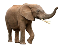 vseznalek encyklopediezvirat slon