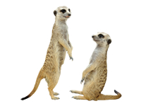 vseznalek encyklopediezvirat surikata