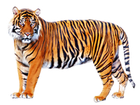 vseznalek encyklopediezvirat tygr