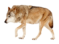 vseznalek encyklopediezvirat vlk